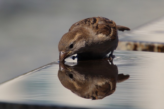 Sparrow drinking water