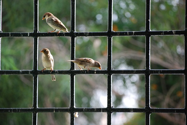 Sparrows sitting on the window railing 