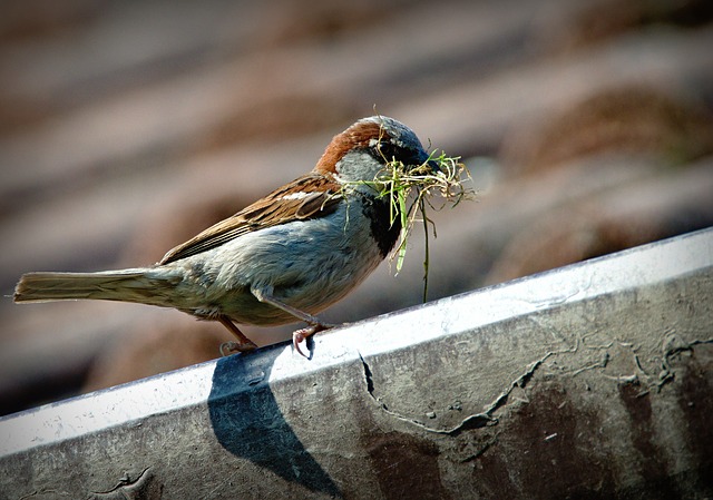 House Sparrow