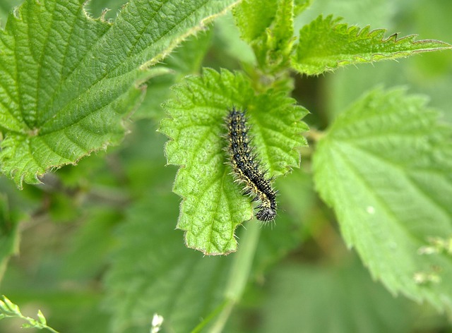 Stinging Nettle