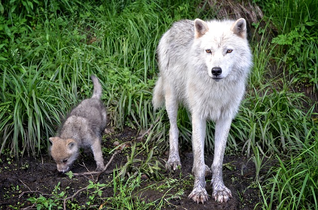 Father Wolf and his pup, Story on Wolves