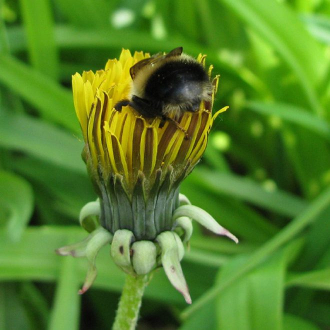 Bumblebee Bum Images