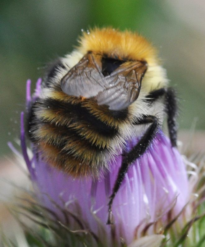 Know about Bumblebees