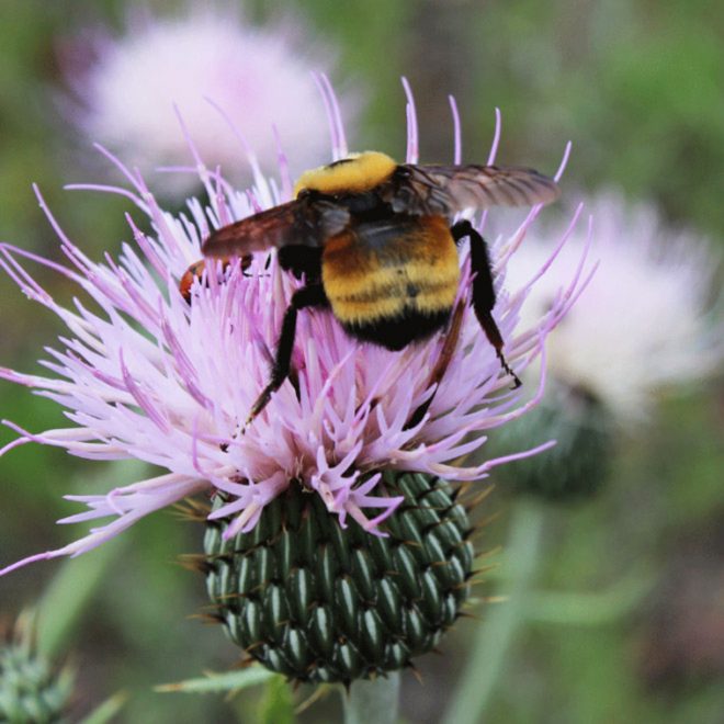 Cutest Bumblebee Butts 