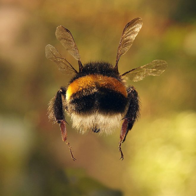 Cute Bumblebee Butts 