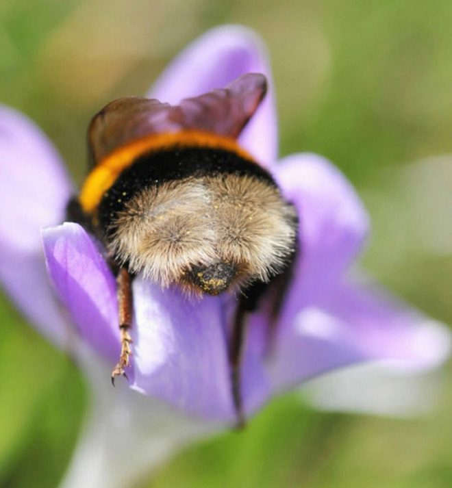 Cutest Bumblebee Butts Photos