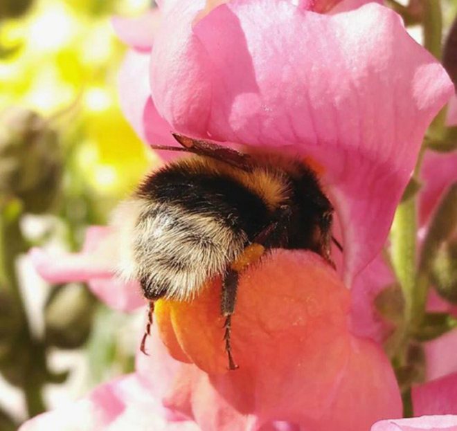 Importance of Bumblebees