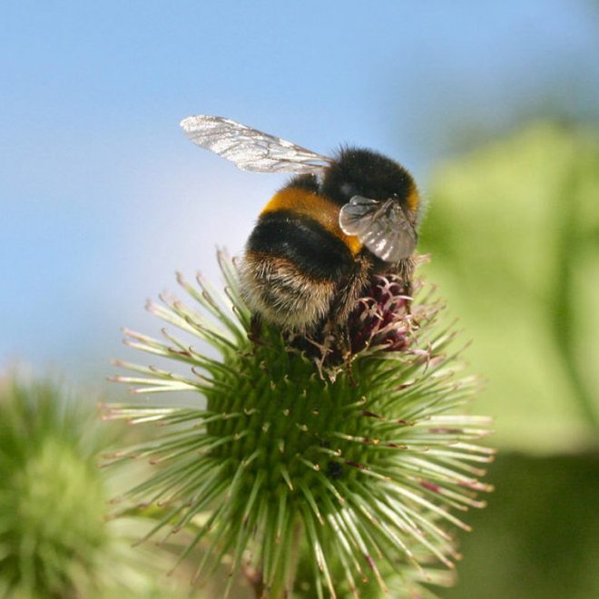 Cutest Pictures of Bees on the Internet