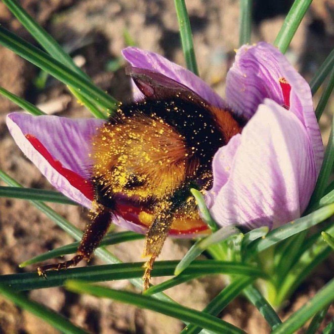 Cutest Pictures of Bumblebee Butts 