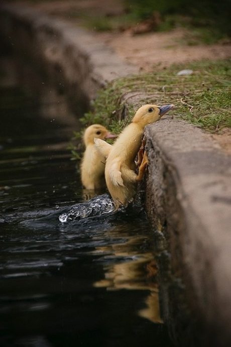 Cute Ducks