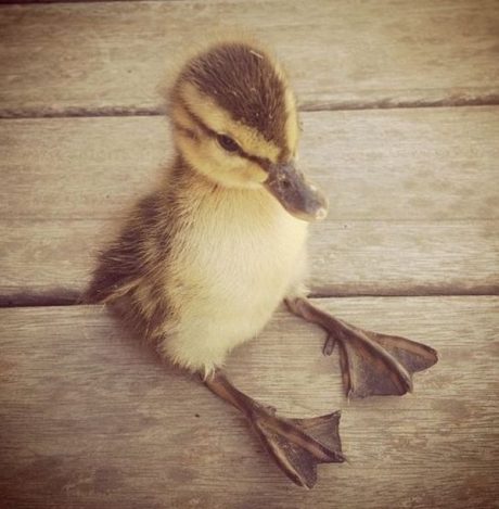 Cute Little Duckling, Cutest Duckling Pictures