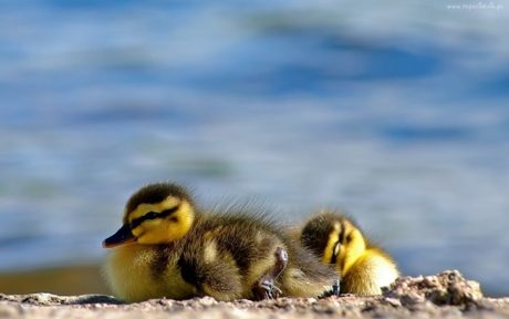 Sleepy Duckling Pictures