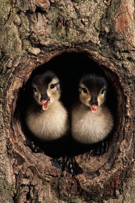 Smiling Duck Pictures