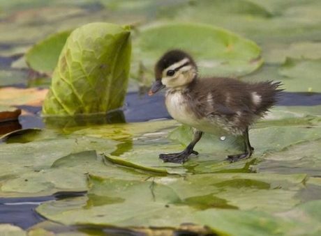 Cute Duckling Pictures