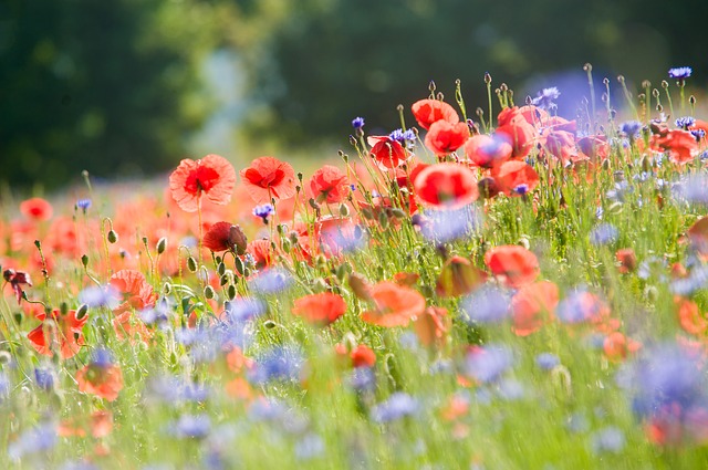 The Meadow Flowers were Teeming with Joy, Meadow Flowers Poem