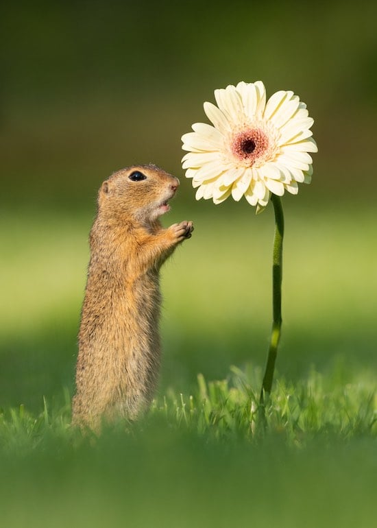 Surprised Squirrel looking at a flower