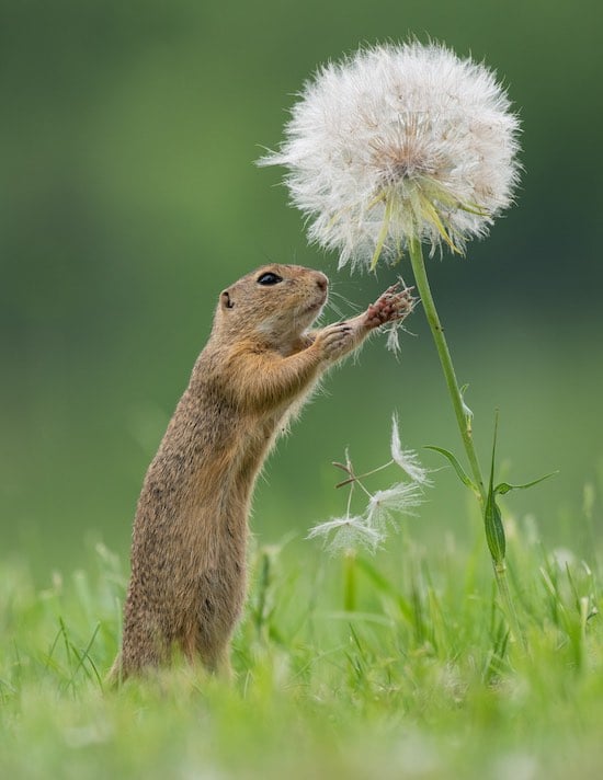 Photos of Naughty Ground Squirrel