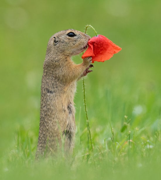 Squirrel with a flower, Photos of Cute Squirrels