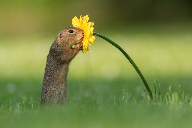 Squirrel sniffing a flower, Cute squirrel Pictures