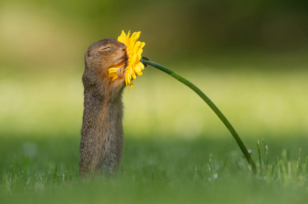 Squirrel smelling a flower, Cutest Pictures of Squirrels 