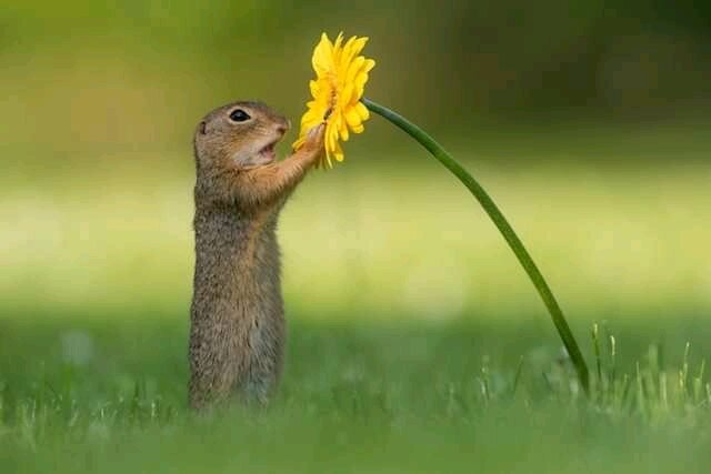 Squirrel touching a flowers, Cute Squirrel Pictures