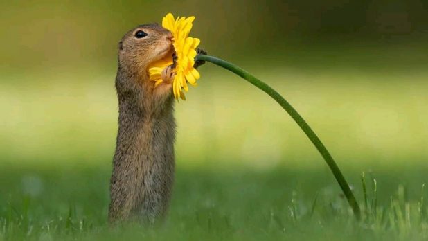 Squirrel hugging a flower, Cute Photos of Squirrels