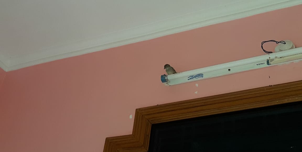 Little Sparrow Returned Today: Sparrow loves Roosting on Tube light