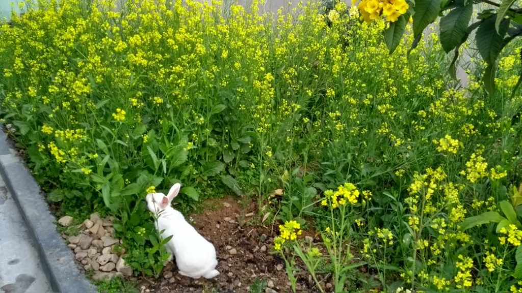 Why Rabbits are Amazing Pets
