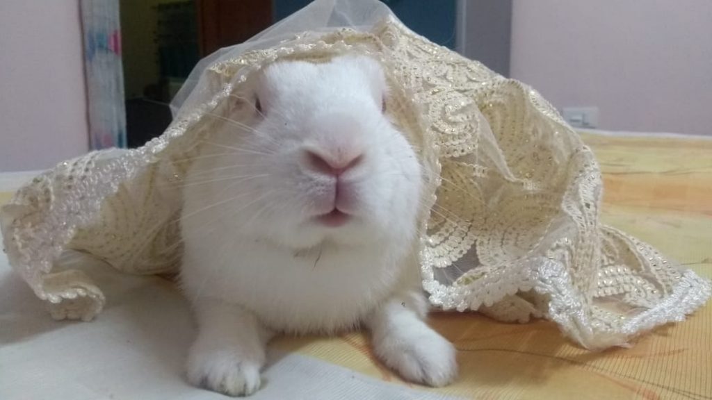 12 Reasons why Rabbits are the Cutest Badass Pets cute bunny