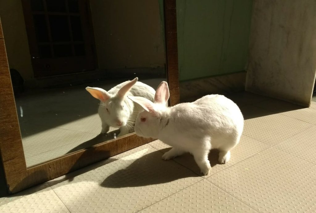 bunny watching a mirror