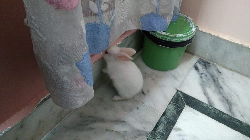 Albino Pet Rabbit Stories