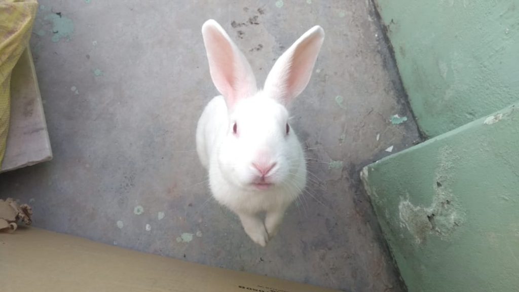 Albino Rabbit Nature and Personality