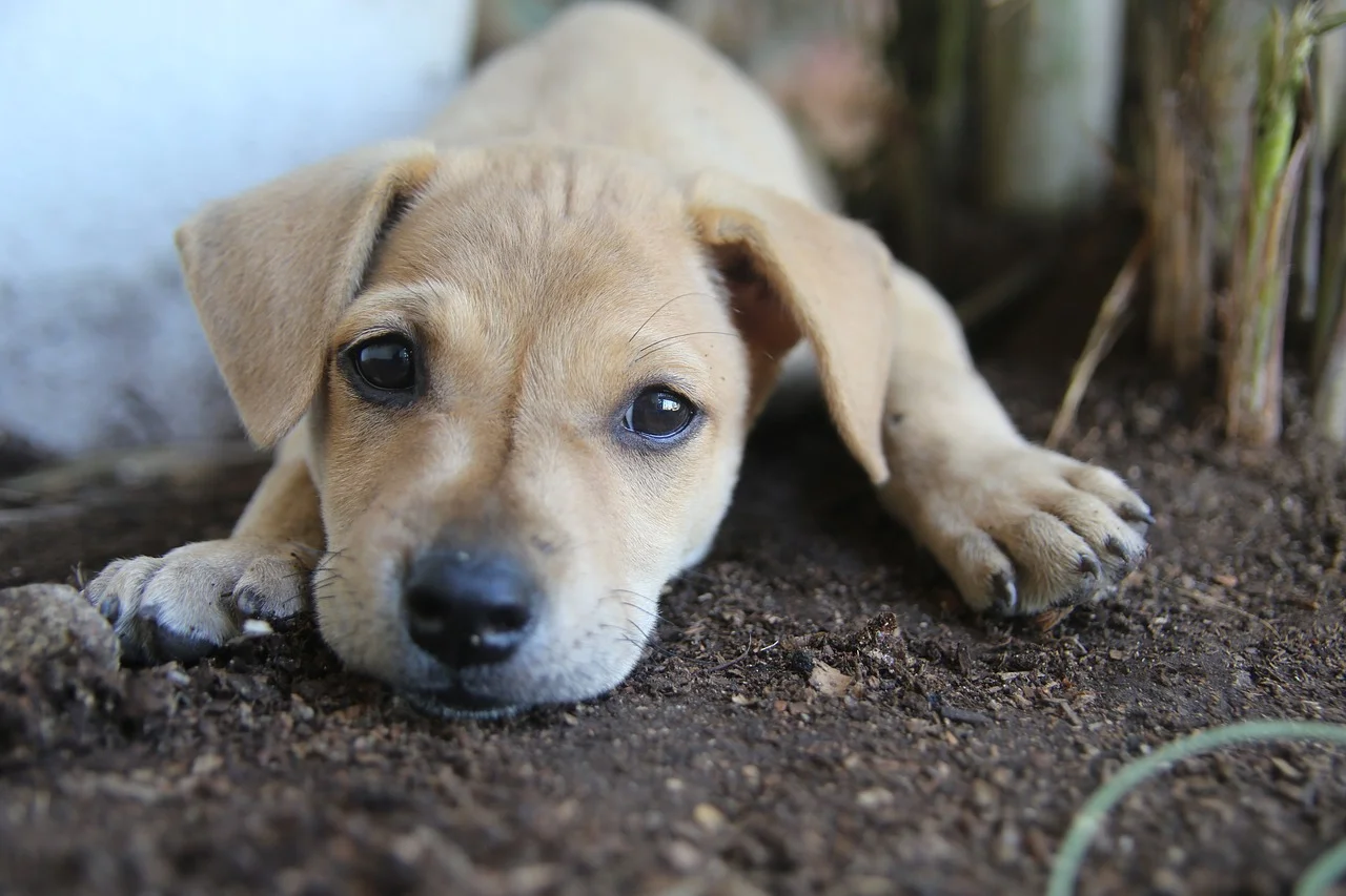 Story of a stray dog