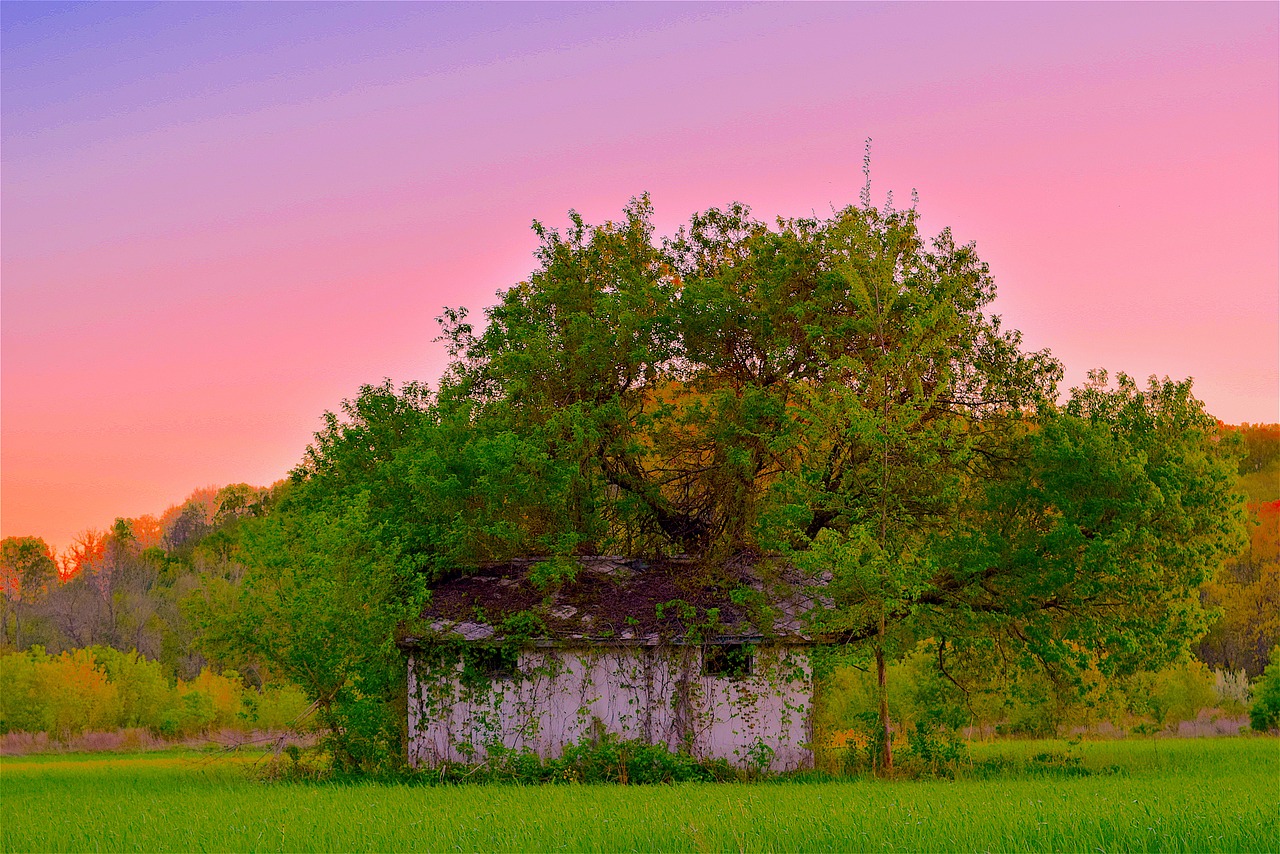 An abandoned tree