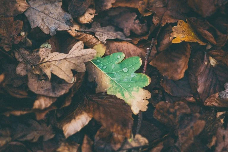 Autumn Forever