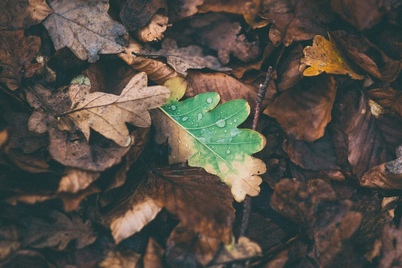 Autumn Forever