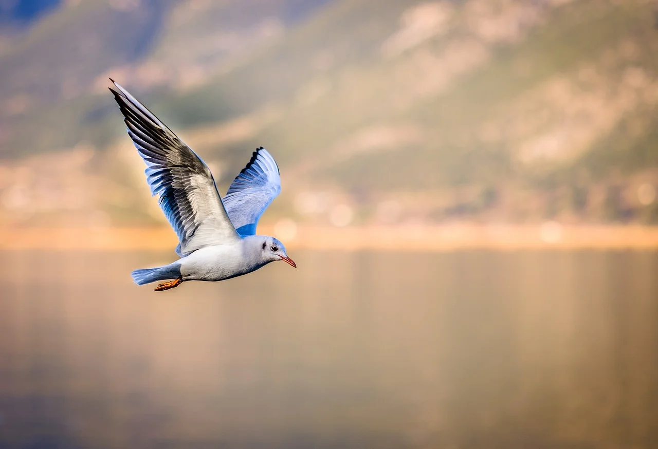 Last Bird