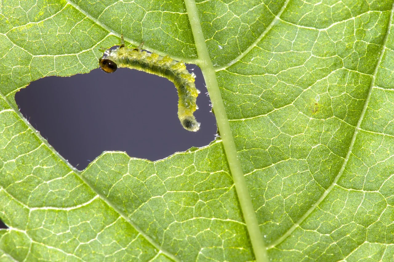 Careless Whisper of the Leaves
