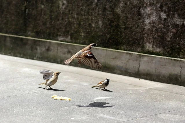 Sparrows flying