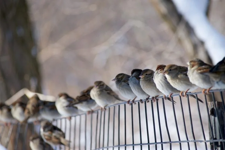 Sparrows of the Dawn- Studying the behaviour of Birds