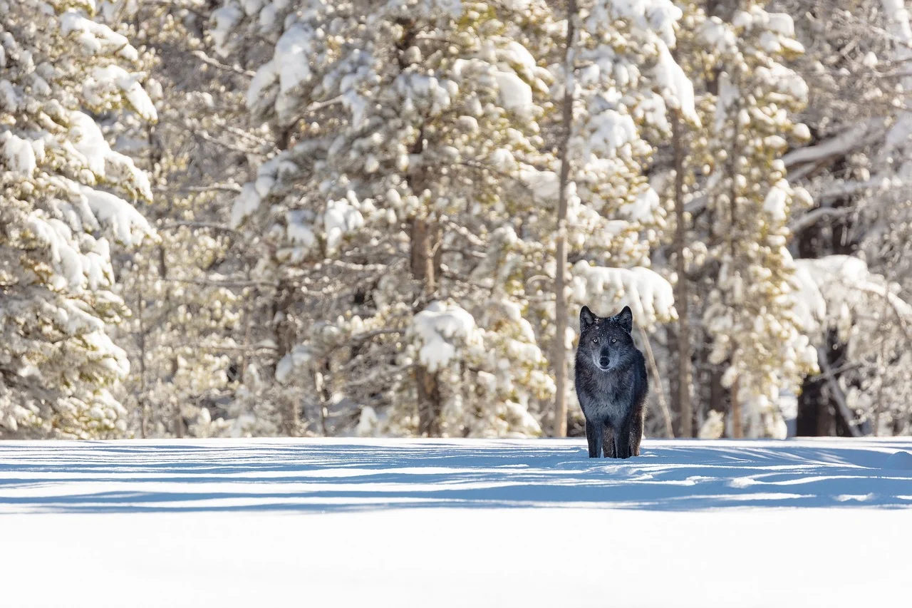 She Wolf Poem on Writing and Passion, She Wolf Poem on Women Power