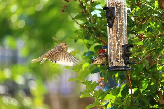 Sparrow in search of food 
