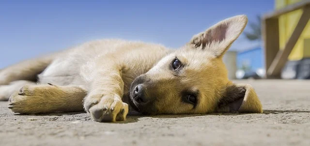 Pup