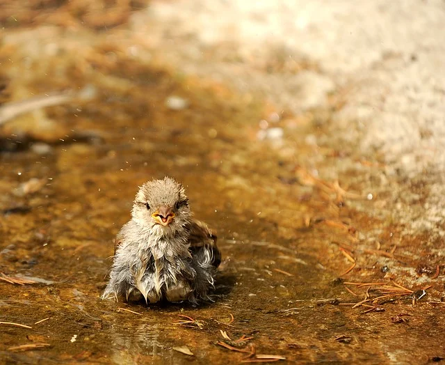 Sparrow chick 