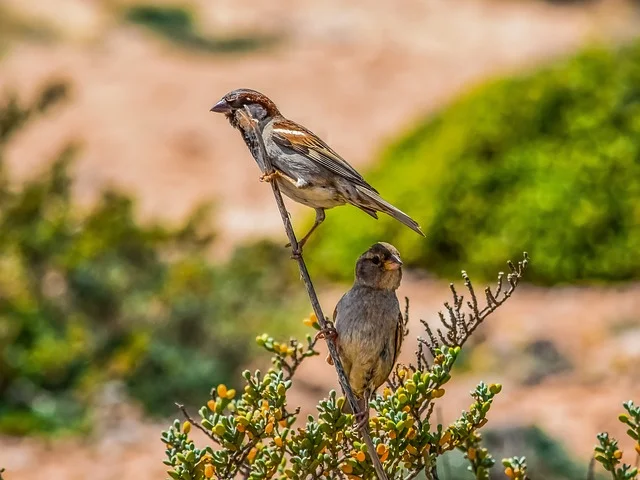 Sparrow couple