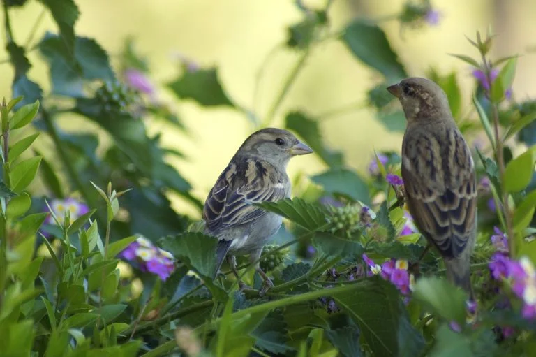 Spring Sparrows- Studying the Nesting Pattern of House Sparrows