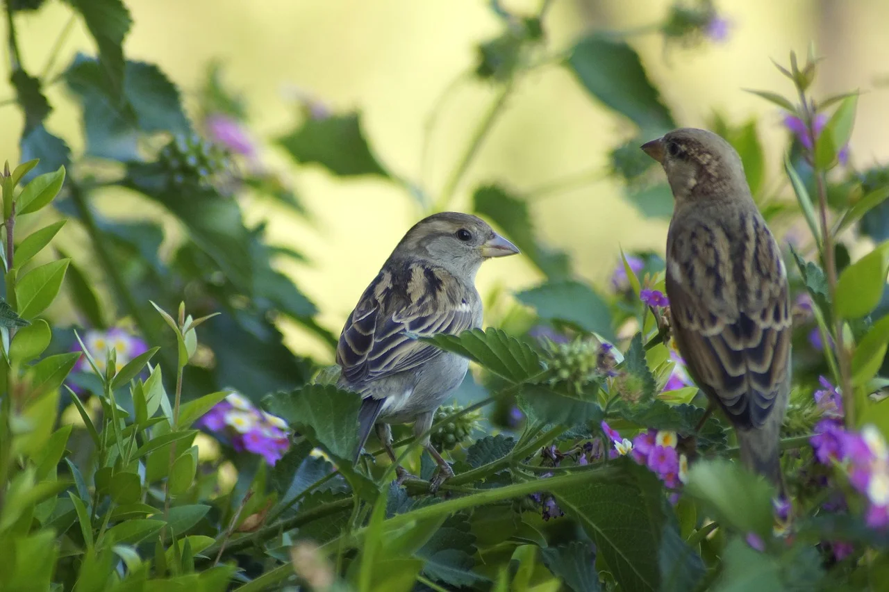 Nesting Pattern of House Sparrows