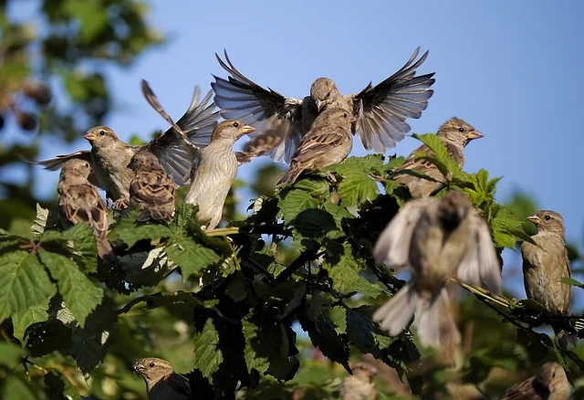 Dancing sparrows 