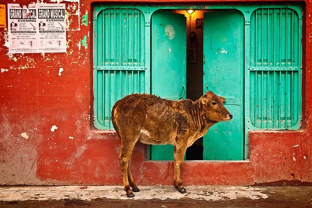 Cow