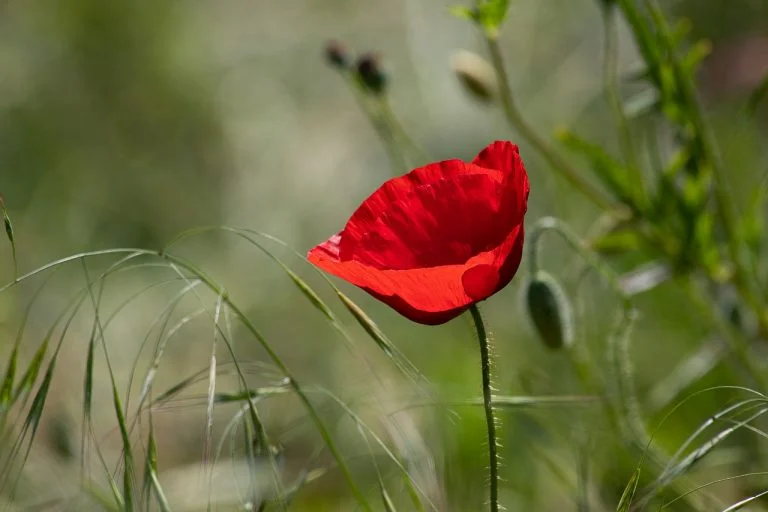 Spring Flower